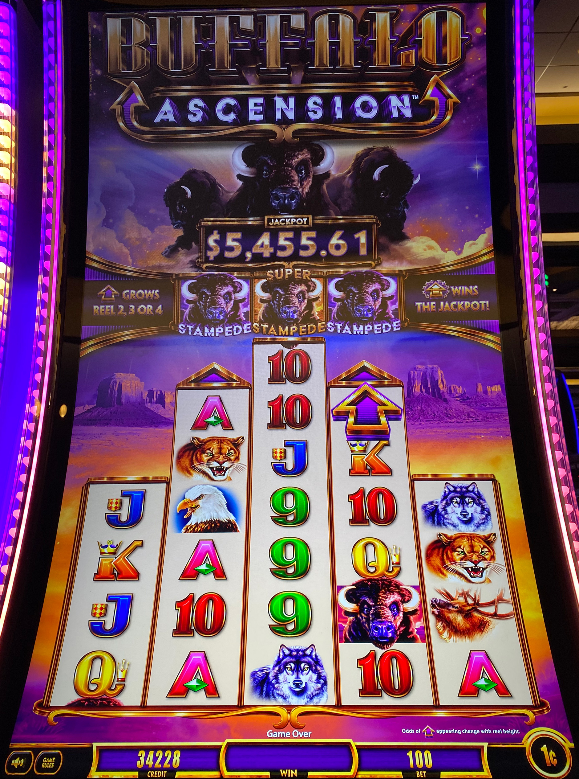 Buffalo Ascension photo 1